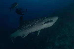 Whale Shark Prints: Whale shark at the Tubbataha Reef National Park Philippines