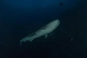 Whale Shark Prints: Whale shark at the Tubbataha Reef National Park Philippines