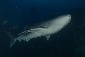 Whale Shark Prints: Whale shark at the Tubbataha Reef National Park Philippines