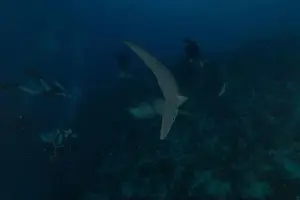 Whale Shark Prints: Whale shark at the Tubbataha Reef National Park Philippines