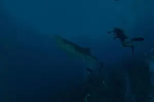 Whale Shark Prints: Whale shark at the Tubbataha Reef National Park Philippines