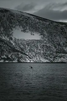Brim Prints: Whale tail sinking into the arctic ocean in northern Norway, black and white