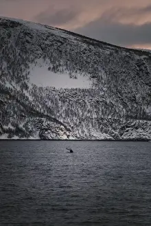 Brim Prints: Whale tail sinking into the arctic ocean at sunset in northern Norway
