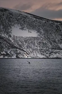 Brim Prints: Whale tail sinking into the arctic ocean at sunset in northern Norway in winter