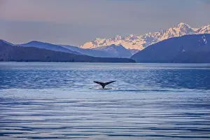 Dolphin Prints: A whale tale in the water of a gorgeous scenic landscape in Alaska