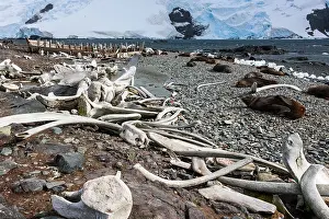 Whales bones strewn on the beach, and fur seals on the shore