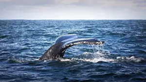 Whale Watching Prints: Whales in Byron Bay, Australia