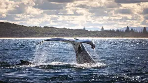 Whale Watching Prints: Whales in Byron Bay, Australia