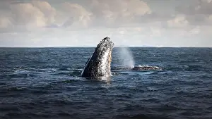 Whale Watching Prints: Whales in Byron Bay, Australia