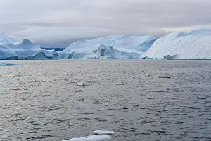 Melt Prints: Two whales swimming in front of huge icebergs in Ilulissat Icefjord