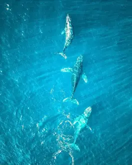 Baja California Prints: Whales are swimming in the Pacific Ocean near Baja California
