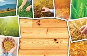 Wheat agriculture photo collage, collection of photos depicting growth and harvesting of cereal plant