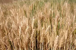 Spikes Prints: Wheat field ; Rajasthan ; India