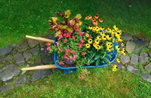 High View Prints: Wheelbarrow with native plants Black-eyed Susan