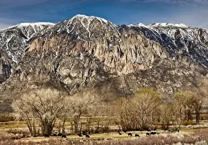 Ridges Prints: Wheeler Ridge in Eastern Sierra Nevada