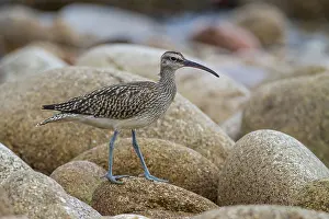 British Wildlife Prints: A Whimbrel (Numenius phaeopus) walks across boulders on a beach, Isles of Scilly