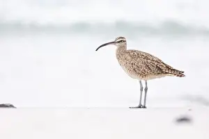 Shorebird Prints: Whimbrel (Numenius) on sandy beach Carmel by the Sea, California. March, USA