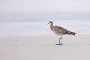 Shorebird Prints: Whimbrel (Numenius) on sandy beach Carmel by the Sea, California. March, USA