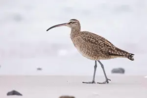 Shorebird Prints: Whimbrel (Numenius) on sandy beach Carmel by the Sea, California. March, USA