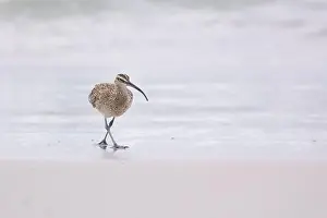 Shorebird Prints: Whimbrel (Numenius) on sandy beach Carmel by the Sea, California. March, USA