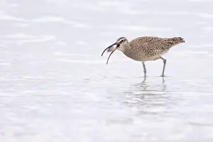 Shorebird Prints: A Whimbrel (Numenius) successfully forages