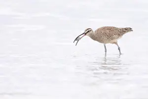 Shorebird Prints: A Whimbrel (Numenius) successfully forages