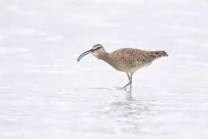 Shorebird Prints: Whimbrel (Numenius) swallowing
