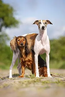 Sits Prints: Whippet and Dachshund