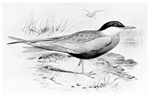 Claw Prints: Whiskered Tern Summer Plumage