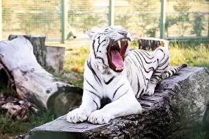 Yawn Prints: A white albino tiger yawns showing his dangerous teeth