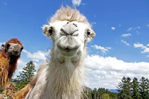 Joking Prints: White angle shot of young white Bactrian camel (camel) with flies on nose