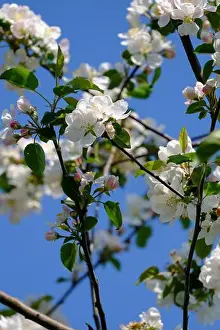 Wildlife Habitat Prints: White apple blossoms on a tree branch in spring against a clear blue sky