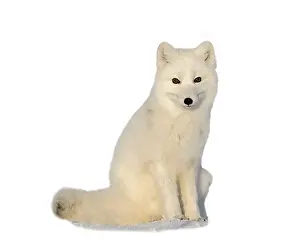 White arctic fox sitting isolated on white background