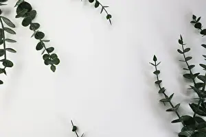 Eucalyptus Prints: White background with eucalyptus and a space for writing
