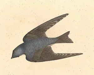 Bird In Flight Prints: The White-bellied Swallow, Tree Swallow (Hirundo bicolor)