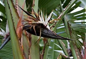 Green Leaf Prints: White Bird of Paradise, Wild Banana or Giant Bird of Paradise