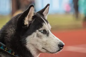 Snout Prints: White and black dog breed Siberian Husky with blue eyes