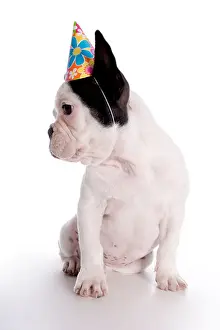 Paws Prints: White and black French Bulldog puppy with birthday hat on looking to the side isolated on white background