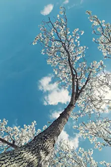 Rays Prints: White Bradford pear tree blossoms in the Texas spring