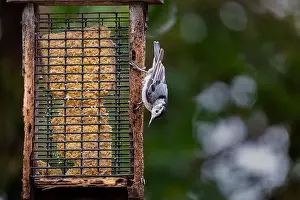 Upside Down Prints: A white-breasted nuthatch hangs upside-down on a birdfeeder filled with suet in Northeast Indiana