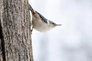 Bird Feeder Prints: White-breasted Nuthatch perched in a tree near a bird feeder during winter