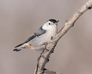 Migratory Bird Prints: A White-breasted nuthatch perches briefly