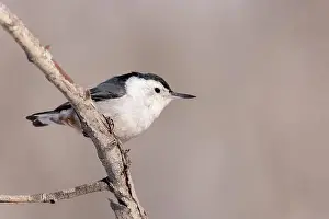 Migratory Bird Prints: A White-breasted nuthatch perches briefly