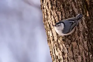 Sitta Prints: A White-breasted nuthatch (Sitta carolinensis)