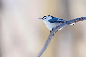 Beautiful Bird Prints: white-breasted nuthatch (Sitta carolinensis)
