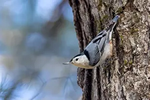 Brevard Prints: White-breasted nuthatch (Sitta carolinensis) - Brevard, North Carolina, USA