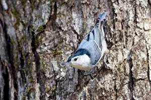 Brevard Prints: White-breasted nuthatch (Sitta carolinensis) - Brevard, North Carolina, USA