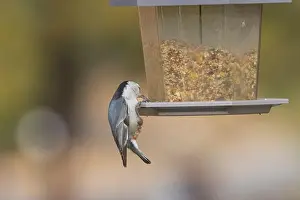 Sitta Carolinensis Prints: White breasted nuthatch (Sitta carolinensis) feeding at a backyard bird feeder in Redding California