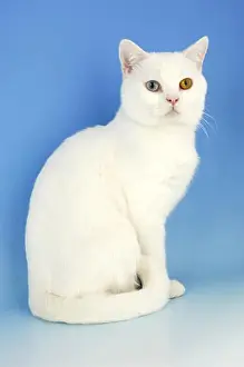 British Shorthair Prints: white british shorthair cat, odd eyed