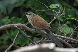 Game Reserve Prints: White-browed coucal (Centropus superciliosus), Maasai Mara National Reserve, Kenya